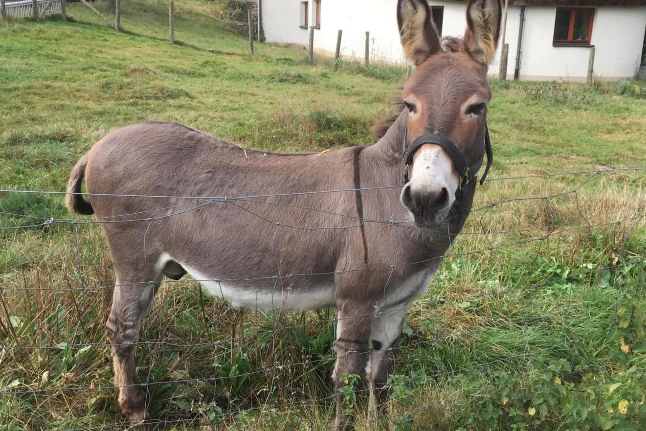 Esel "Vitus" steht in Schlitz (Hessen) auf einer Weide.