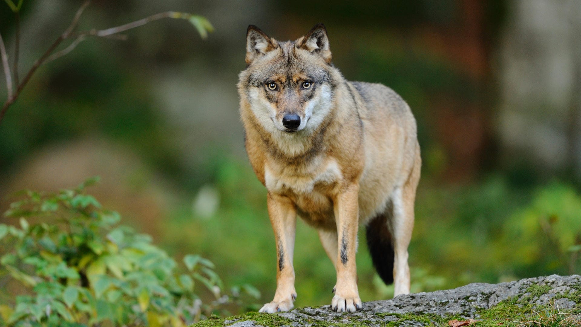 Seit 17 Jahren ist der Wolf zurück in Deutschland.