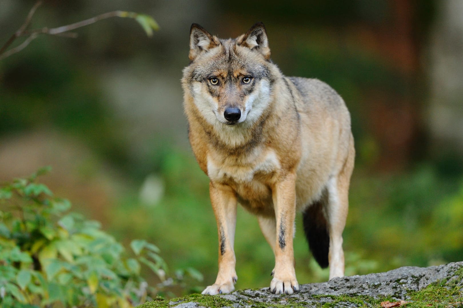 Seit 17 Jahren ist der Wolf zurück in Deutschland.