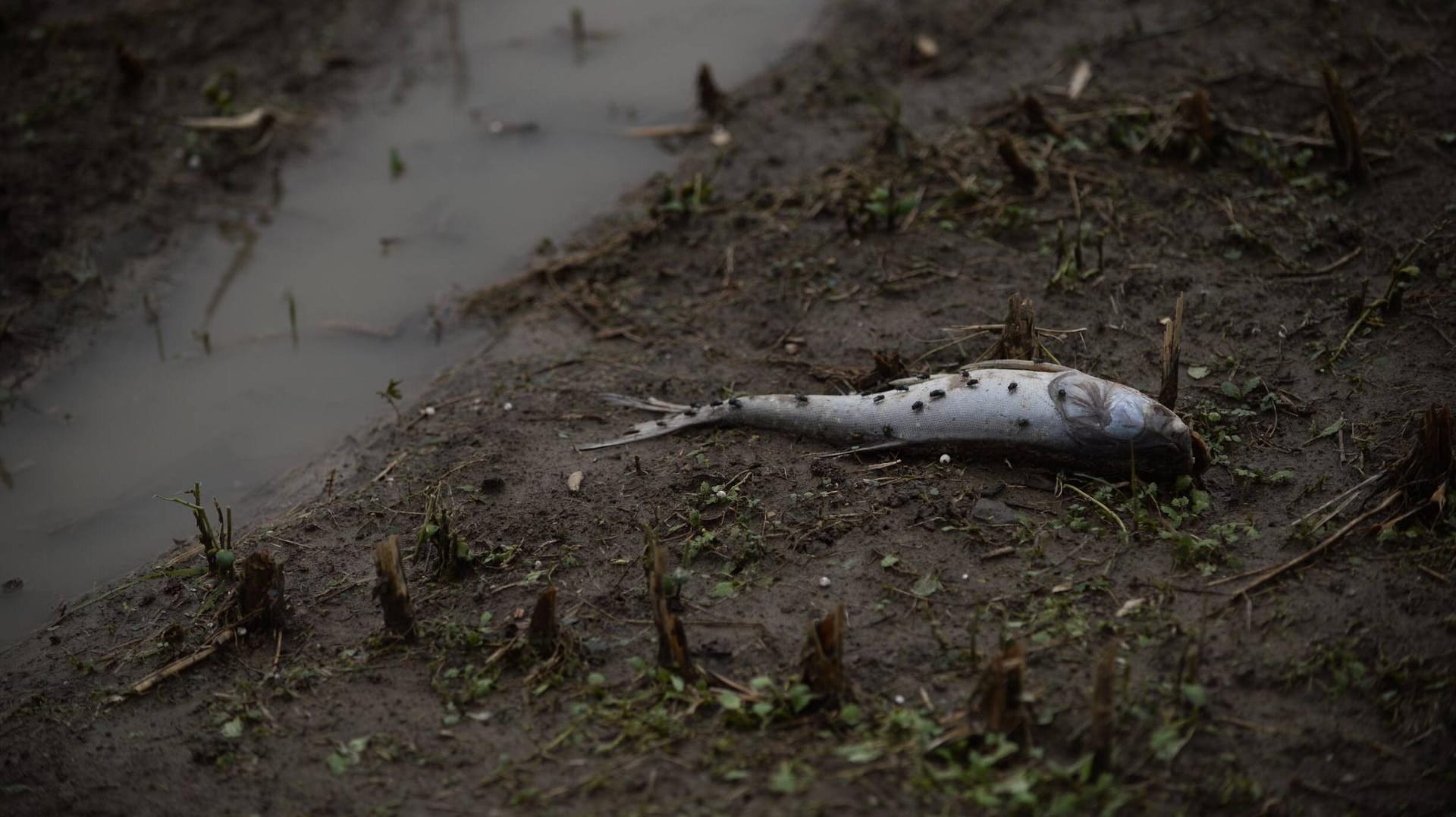 Fische landeten vermutlich nach einer Windhose auf dem Meer am Festland. Fische landeten vermutlich nach einer Windhose auf dem Meer am Festland.