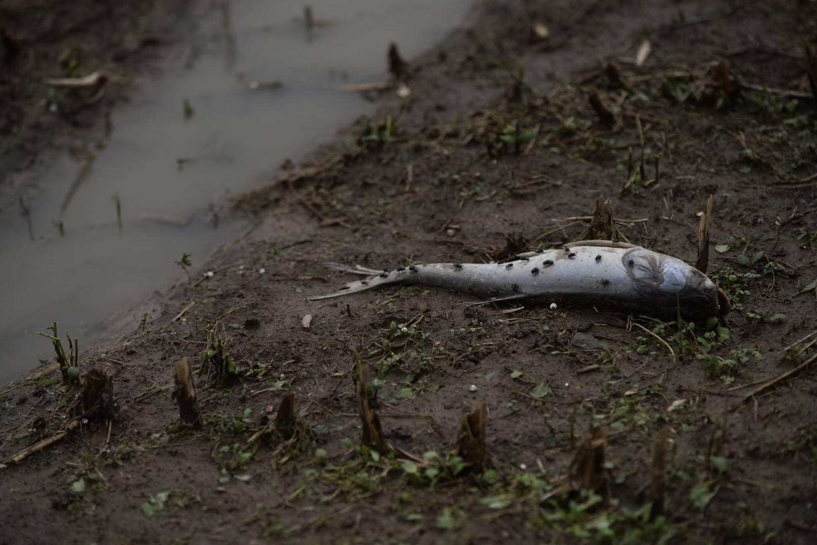 Fische landeten vermutlich nach einer Windhose auf dem Meer am Festland.