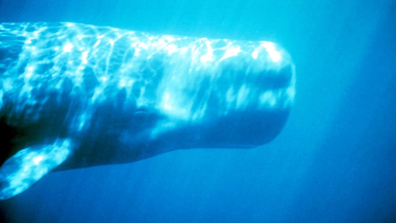 Das Fotot zeigt den Kopf eines Pottwals unter Wasser. In den Mägen dieser Wale ist das wertvolle Ambra zu finden.