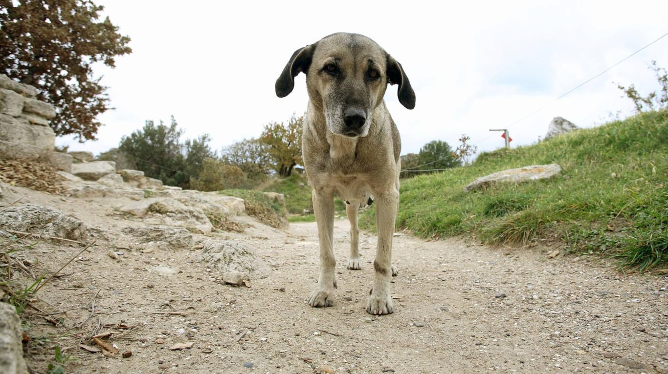 Vermisster Hund: Tiere, die aus Angst weglaufen, suchen meist Plätze auf, an denen sich kaum Menschen aufhalten.