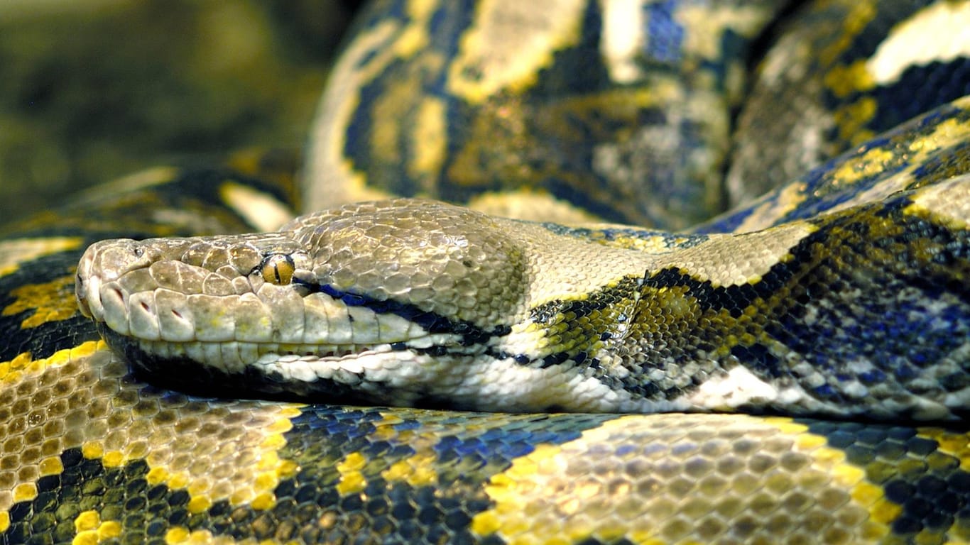 Eine Gruppe von Dorfbewohnern konnte den Indonesier vor dem Riesen-Python retten.