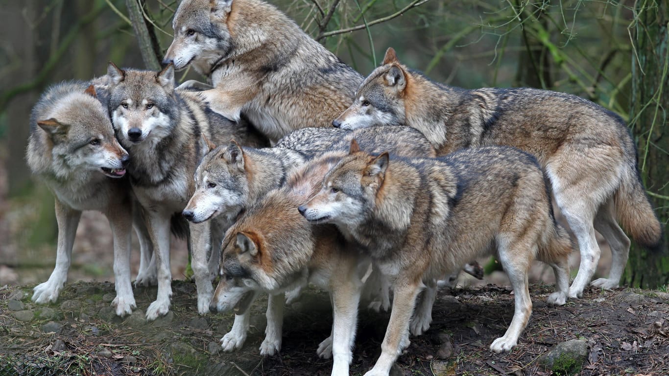 Sogenannte "Problem-Wölfe" sollen nach dem Willen der CDU künftig zum Abschuss freigegeben werden.