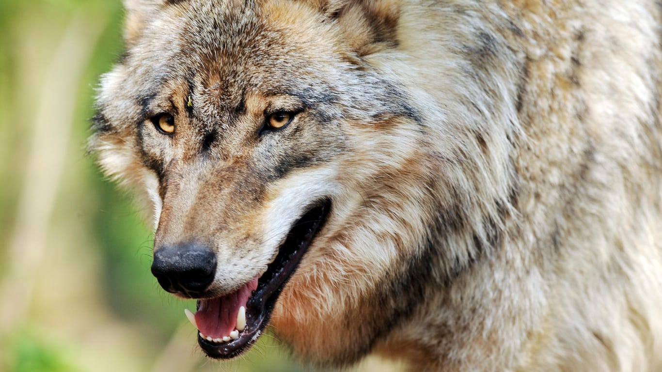 Wie wahrscheinlich ist ein Wolfsangriff?
