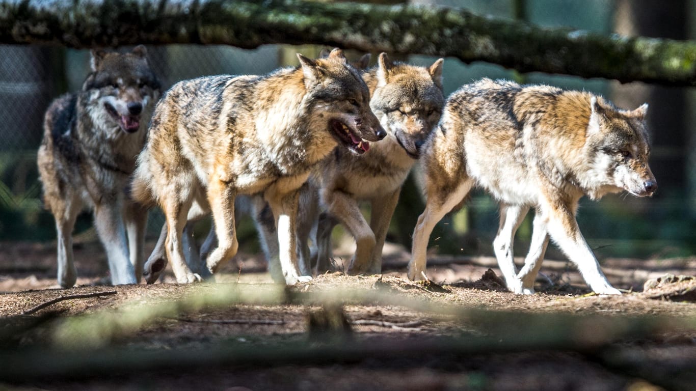 Ein Rudel Wölfe streift im Wildpark in Poing (Bayern) durch ein Gehege.