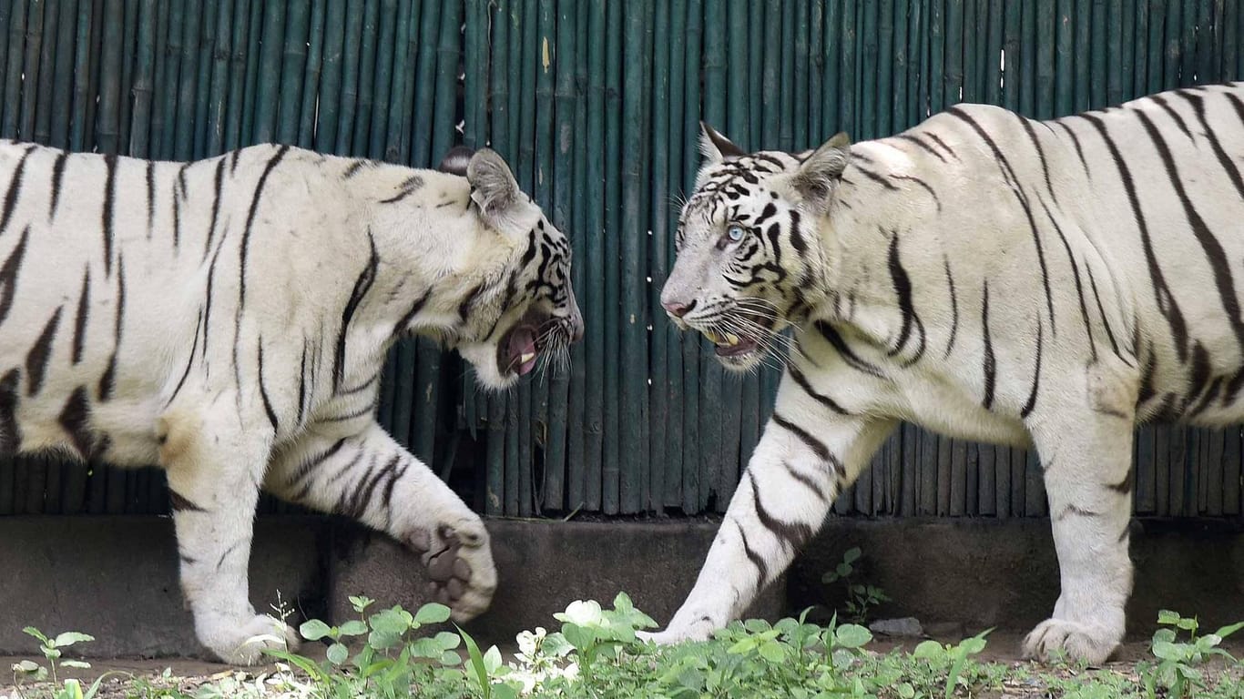 Der Weiße Tiger ist höchst selten und stammt vom Königstiger ab.