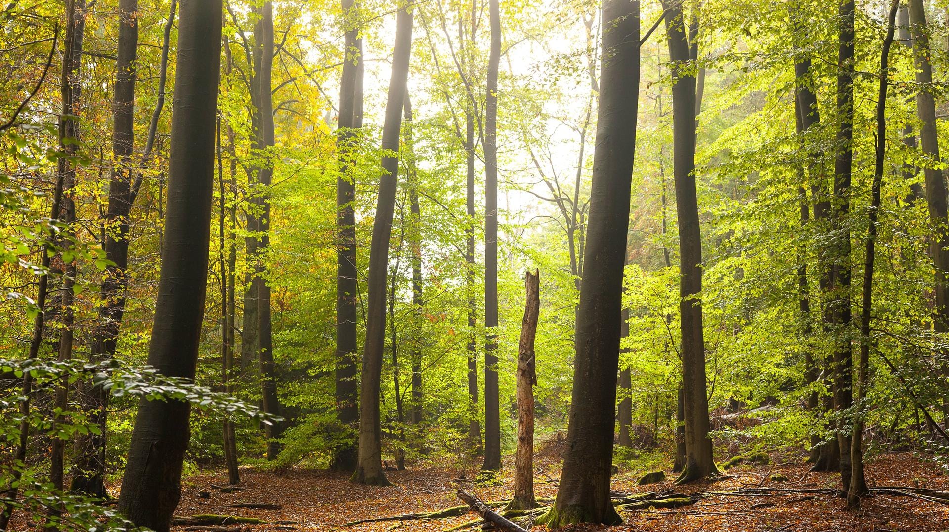 Im Urwald Sababurg musste eine Suchaktion gestartet werden, um einen umherirrenden Spaziergänger aufzuspüren. Im Urwald Sababurg musste eine Suchaktion gestartet werden, um einen umherirrenden Spaziergänger aufzuspüren.