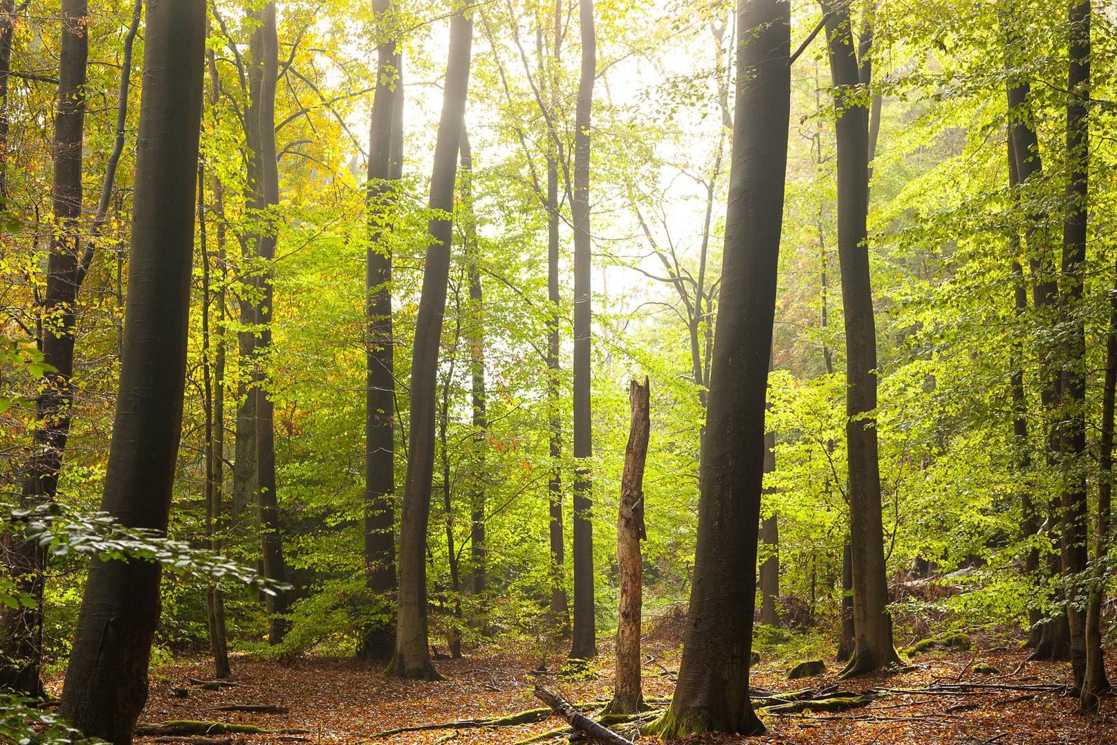 Im Urwald Sababurg musste eine Suchaktion gestartet werden, um einen umherirrenden Spaziergänger aufzuspüren.
