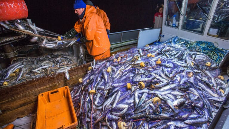 Die Heringfischer könnten die neuen Regelungen hart treffen.