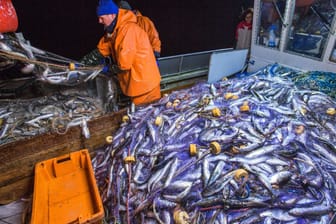 Die Heringfischer könnten die neuen Regelungen hart treffen.