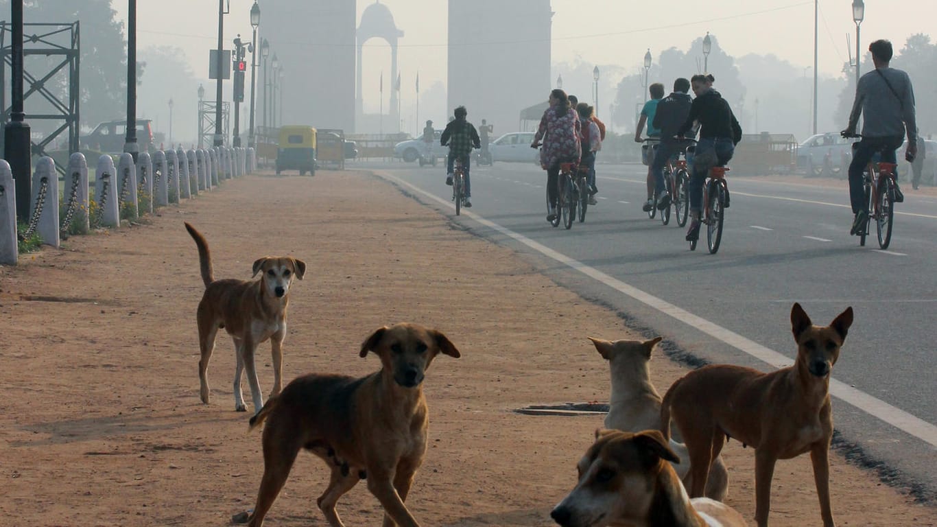 Straßenhunde laufen in Neu Delhi (Indien) im Morgenlicht an einer Straße vor dem India Gate entlang.