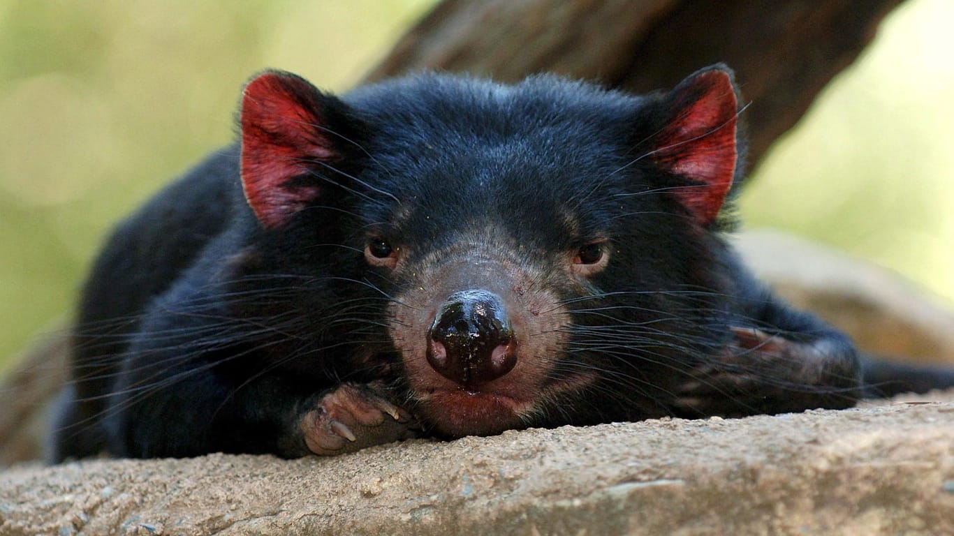 Der Tasmanische Teufel ist 70 Zentimeter langen und nur zwölf Kilogramm schwer. Auf der Insel Tasmanien gibt es nur noch etwa 10.000 Exemplare.