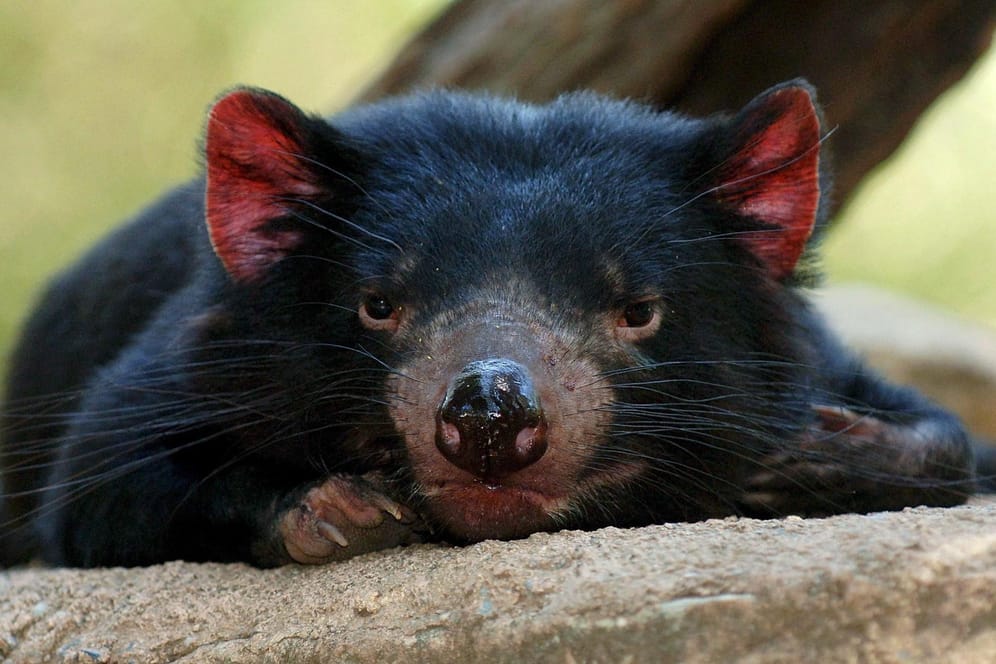 Der Tasmanische Teufel ist 70 Zentimeter langen und nur zwölf Kilogramm schwer. Auf der Insel Tasmanien gibt es nur noch etwa 10.000 Exemplare.