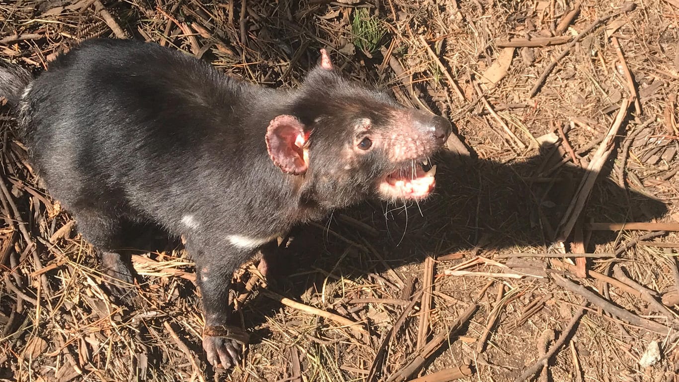 Sein Paarungsverhalten könnte dem Tasmanischen Teufel zum Verhängnis werden: Bei Kämpfen beißen sich die Tiere und übertragen dabei den Krebs.
