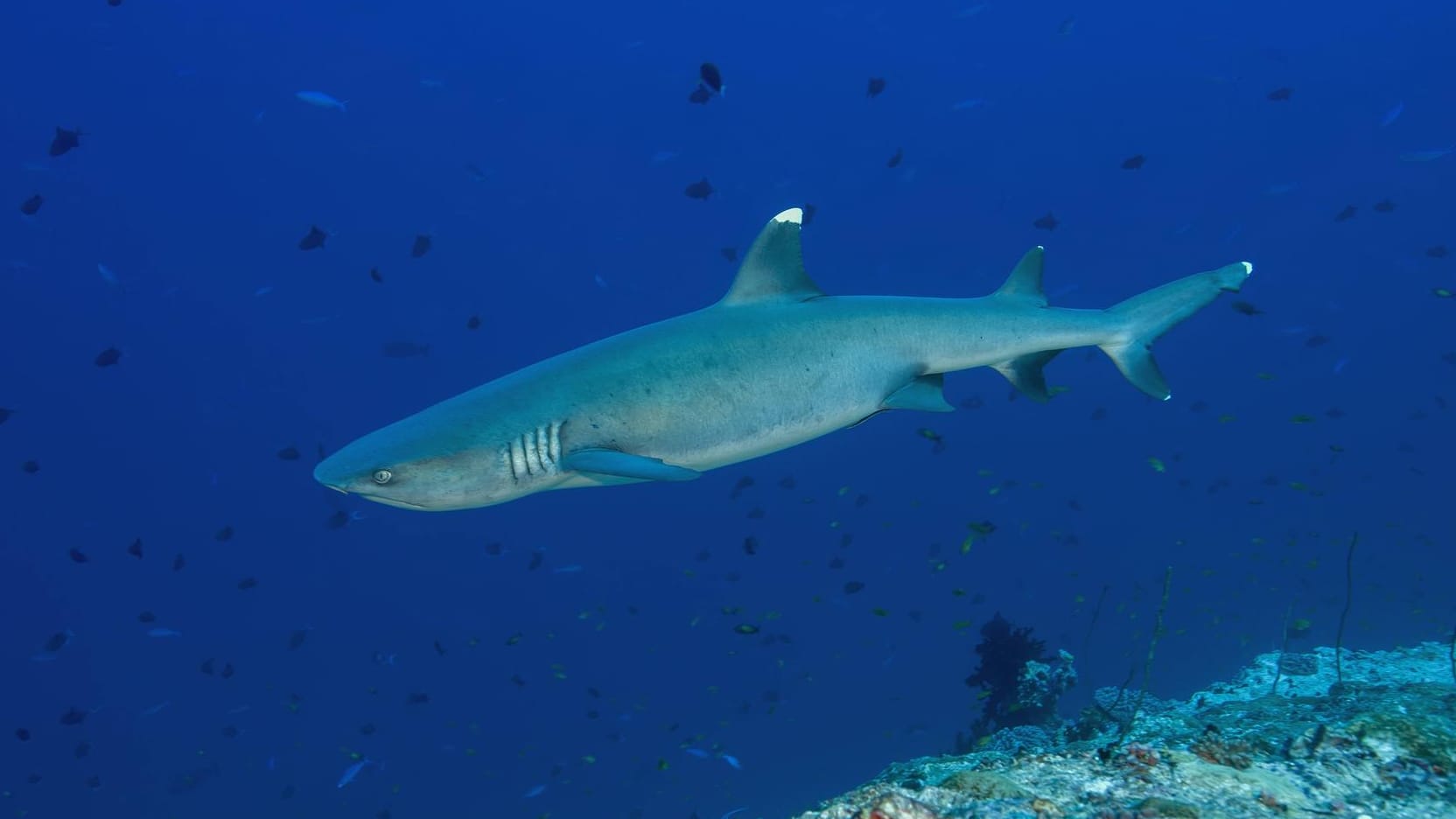 Eine Australierin hat einen Hai aus einem Felsenbecken gerettet. (Symbolfoto: Hai) Eine Australierin hat einen Hai aus einem Felsenbecken gerettet. (Symbolfoto: Hai)