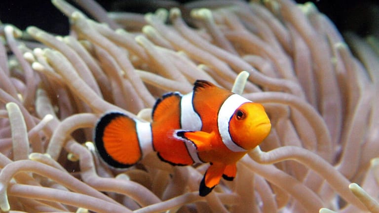 Forscher belegen: Steigende Meerestemperaturen gefährden den Lebensraum von Clownfischen.
