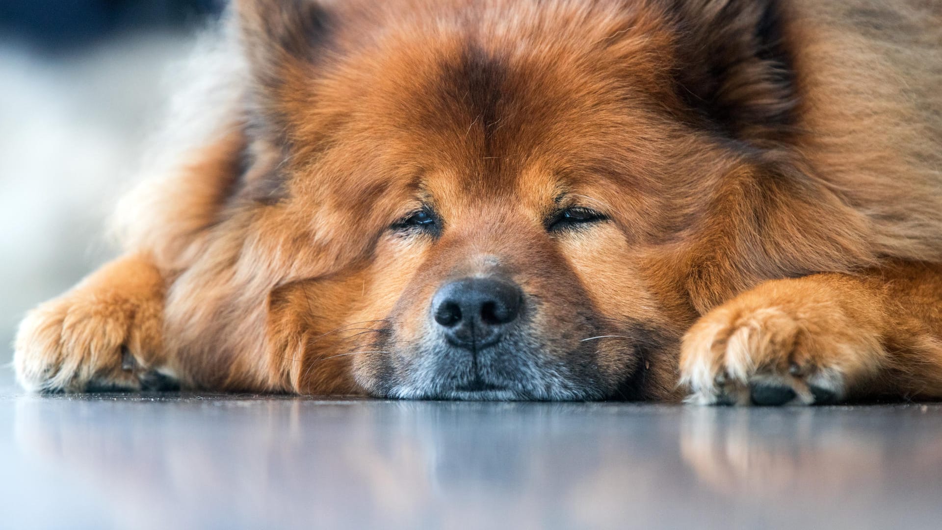 Italienerin erhält zwei Tage bezahlten Urlaub um ihren Hund zu pflegen Italienerin erhält zwei Tage bezahlten Urlaub um ihren Hund zu pflegen