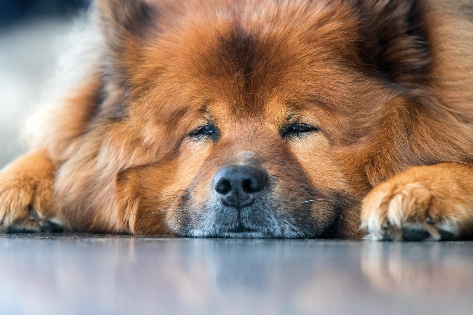 Italienerin erhält zwei Tage bezahlten Urlaub um ihren Hund zu pflegen