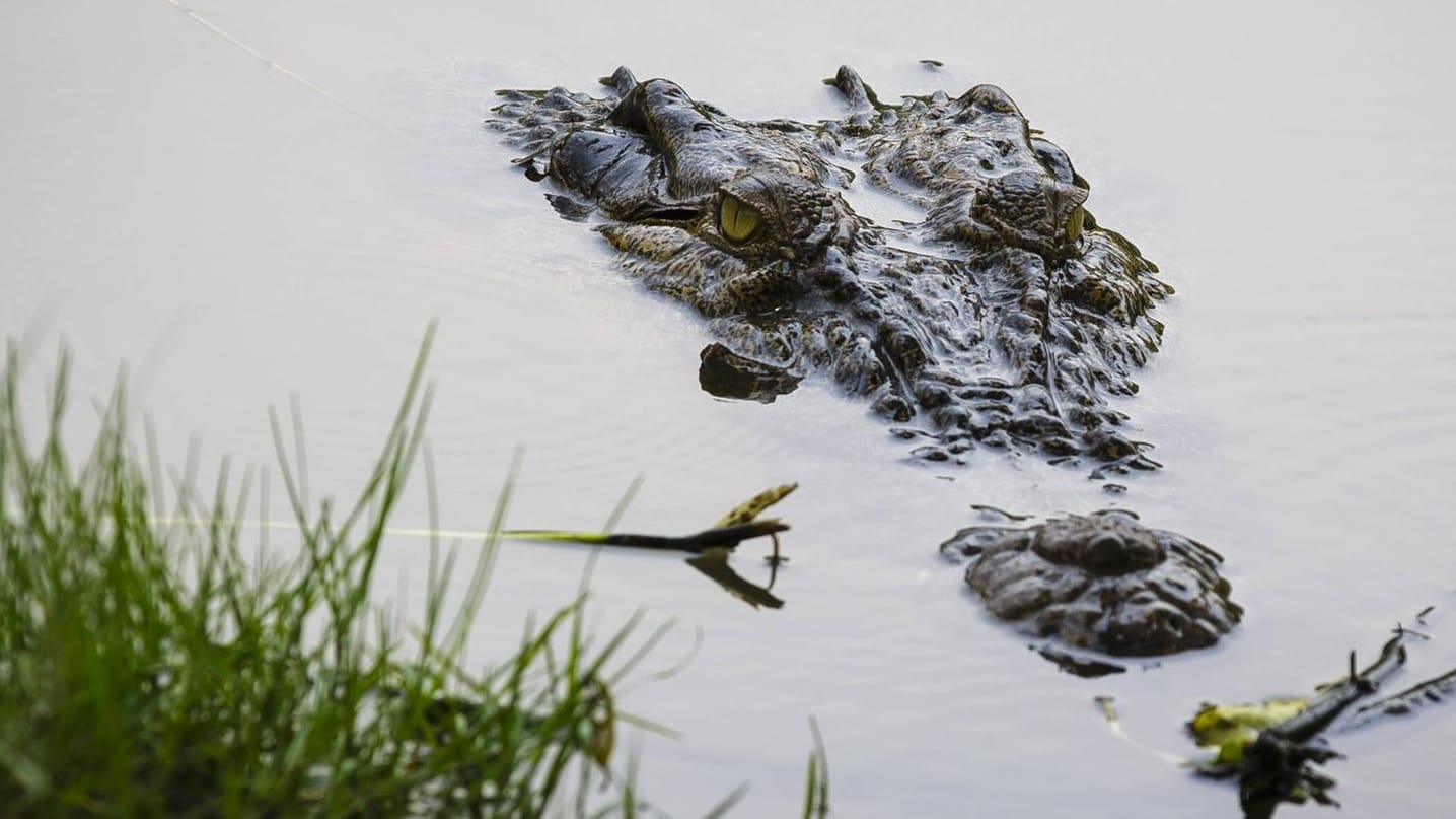 Krokodil im Wasser Krokodil im Wasser