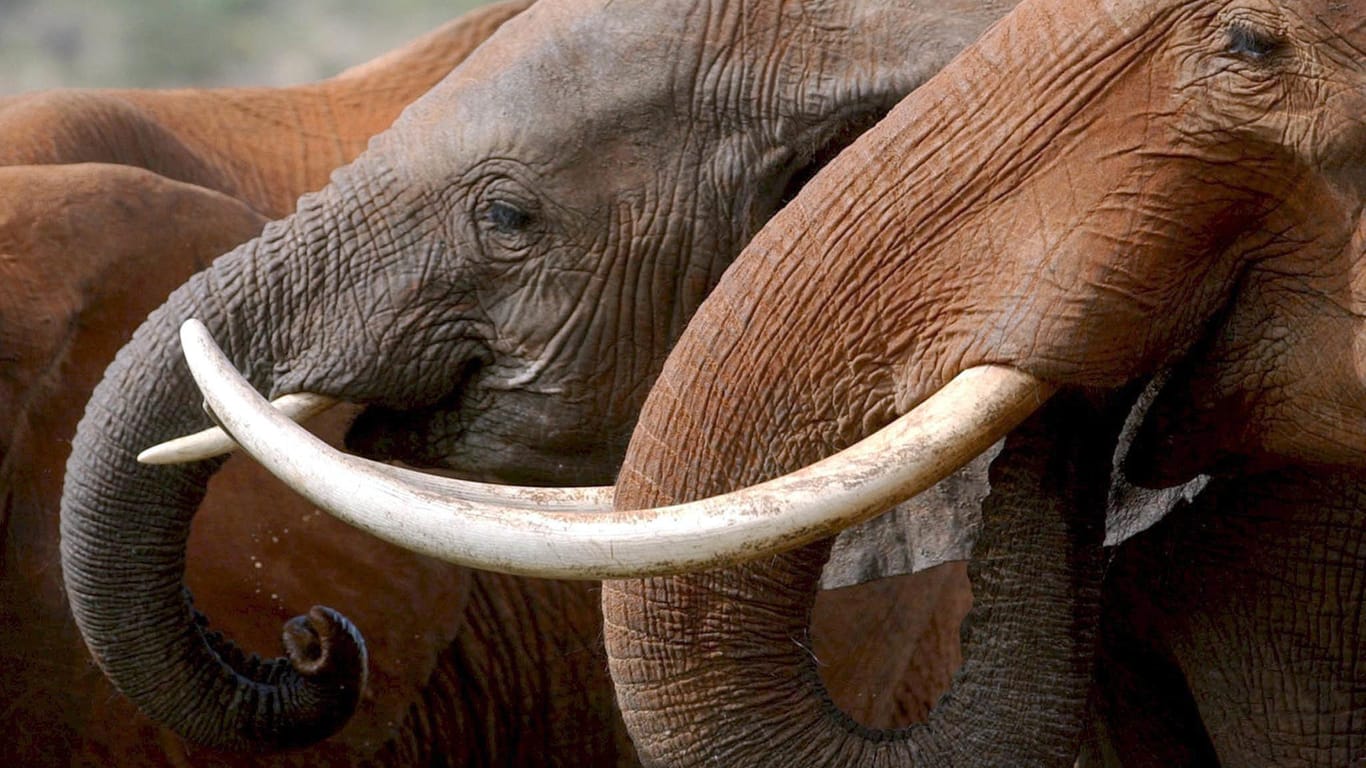 Laut UN-Angaben wurden zwischen 2009 und 2014 insgesamt 159 Tonnen Elfenbein beschlagnahmt – dafür mussten vermutlich etwa 15.900 Elefanten sterben.