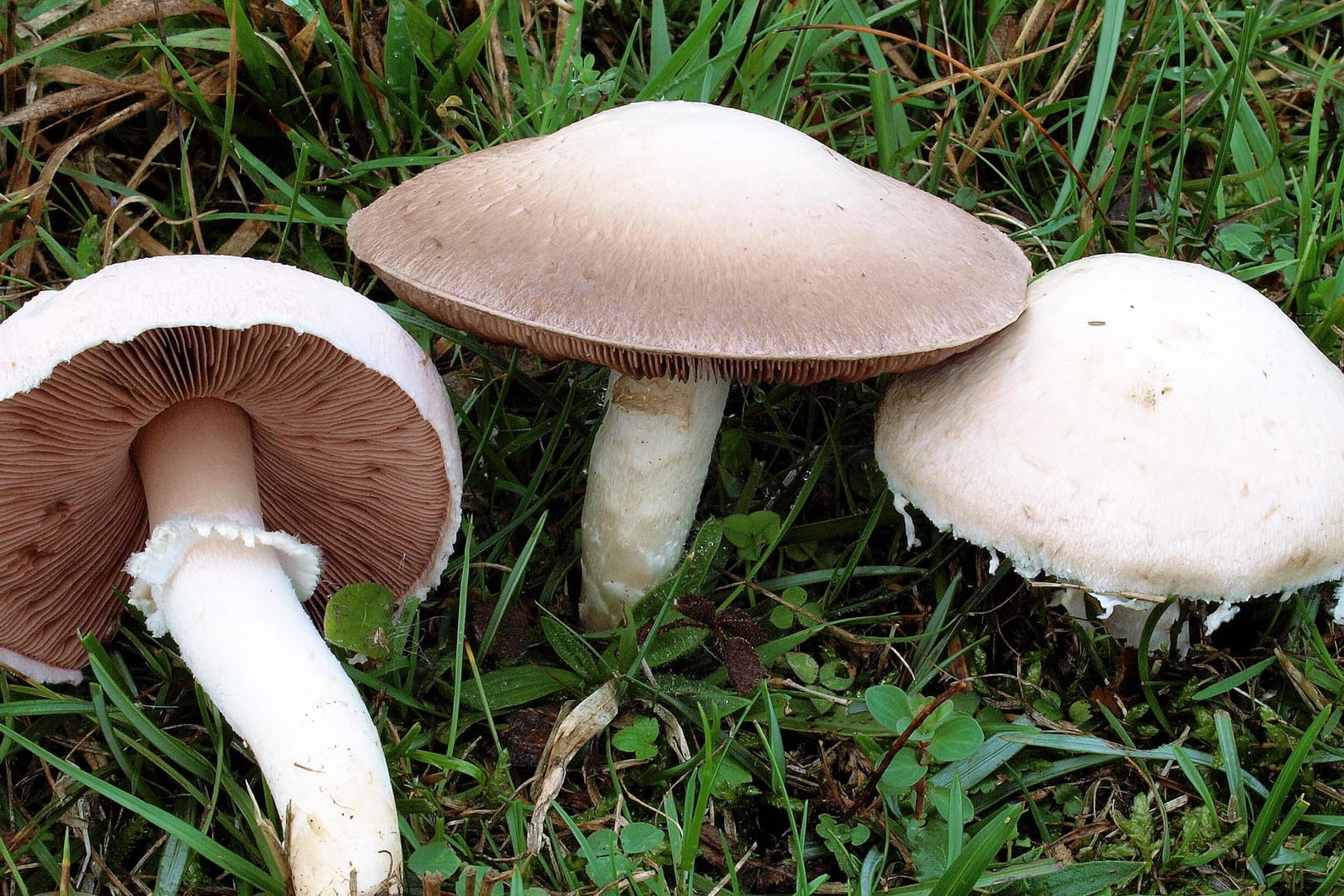 Wiesenchampignon Pilz des Jahres 2018