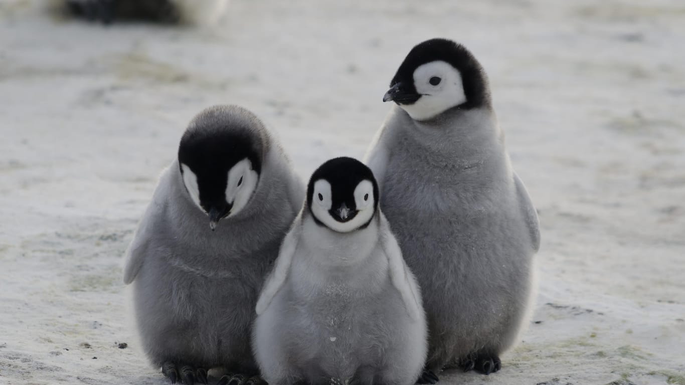 drei flauschige Baby-Pinguine