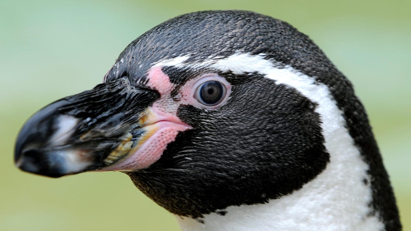 In Japan verliebte sich ein Pinguin, der von seiner Partnerin verlassen worden war, in eine Pappfigur. Nun ist er gestorben.