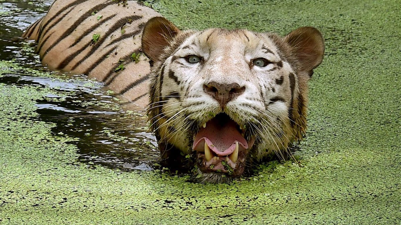 Ein Tiger schwimmt durch einen Teich in seinem Gehege.