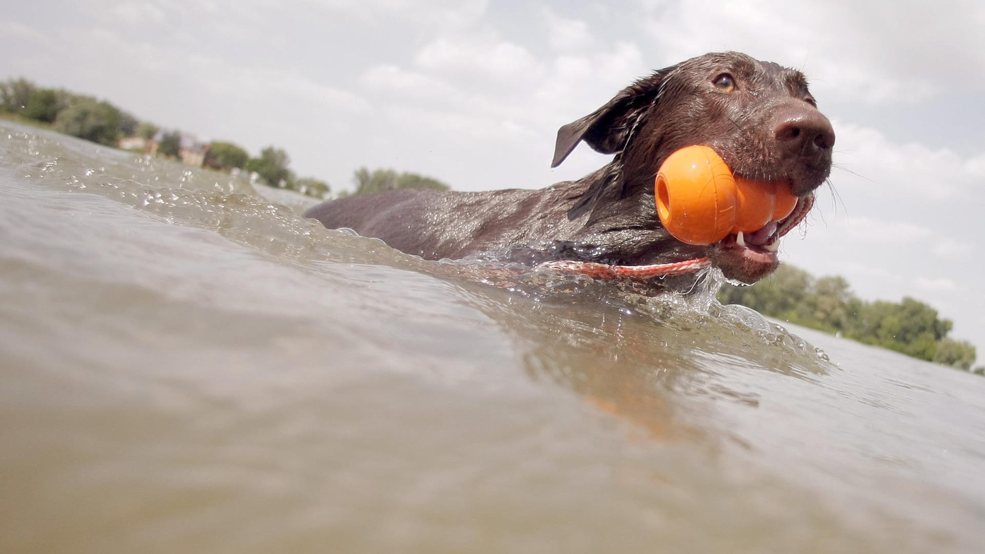 Ein Hund verstarb, nachdem er im Lüdinghausener Klutensee schwimmen war. Im Badesee könnten sich Blaualgen gebildet haben.