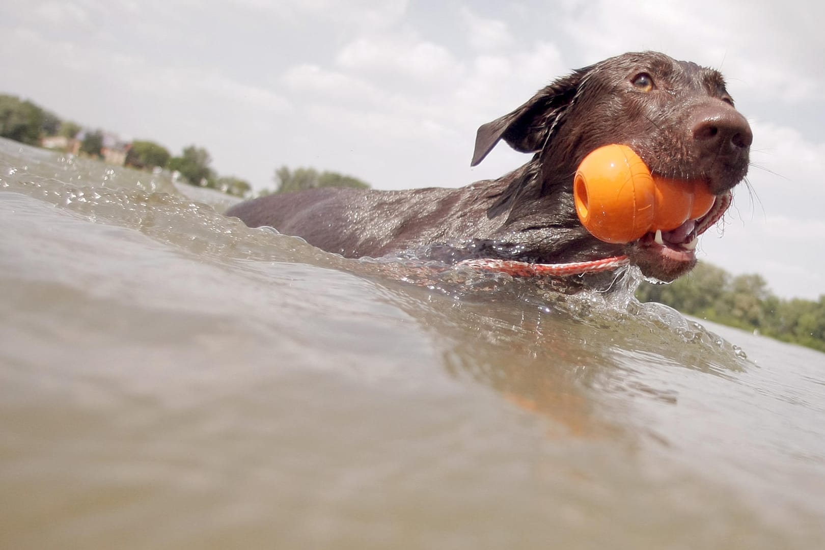 Ein Hund verstarb, nachdem er im Lüdinghausener Klutensee schwimmen war. Im Badesee könnten sich Blaualgen gebildet haben.