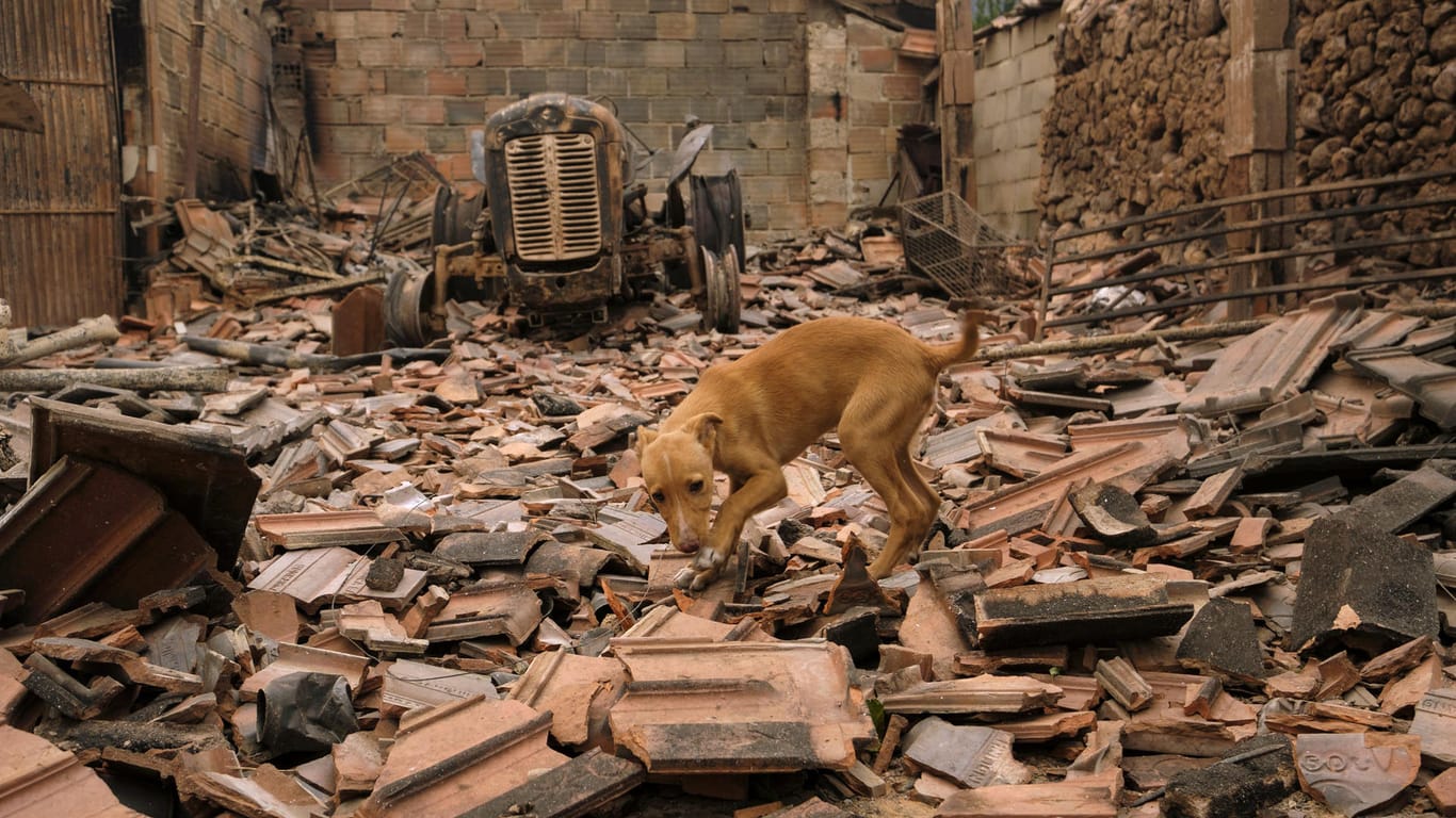 Ein Hund streunt in der Nähe von Penacova (Portugal) durch die Ruinen eines niedergebrannten Lagergebäudes.