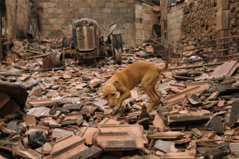 Ein Hund streunt in der Nähe von Penacova (Portugal) durch die Ruinen eines niedergebrannten Lagergebäudes.