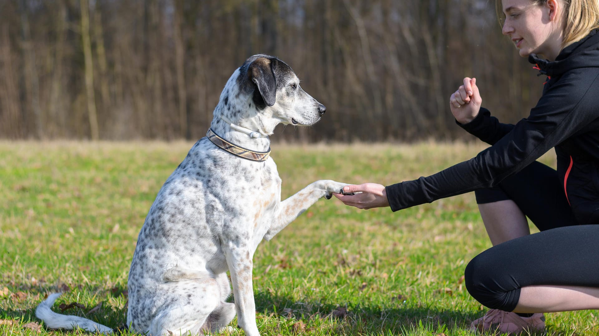 Hund gibt Pfötchen: Der richtige Tonfall ist auch beim Training wichtig.