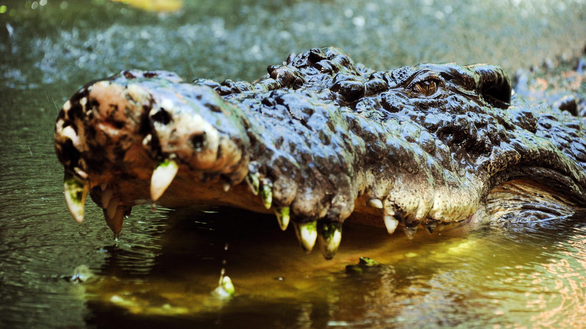 Die riesigen Salzwasserkrokodile können einen Länge von sieben Metern erreichen. Die riesigen Salzwasserkrokodile können einen Länge von sieben Metern erreichen.