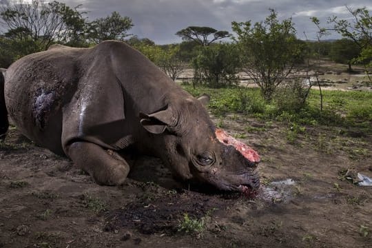 Gewildertes Spitzmaulnashorn mit abgehackten Hörnern: Das Bild ist zur Wildlife-Fotografie des Jahres 2017 gekürt worden.