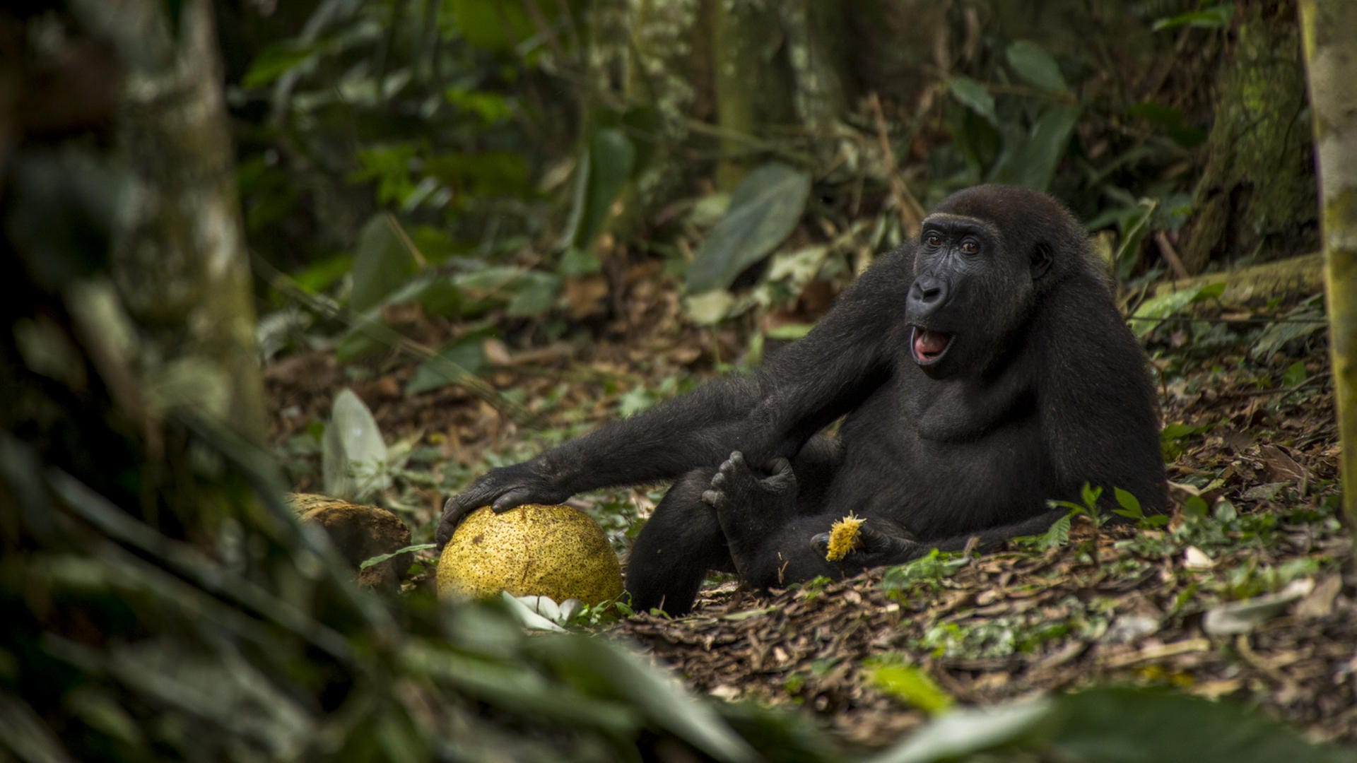 Das von Daniel Nelson aufgenommene Foto zeigt einen Flachlandgorilla aus der Republik Kongo. Das Bild wurde mit dem Jugendpreis der Wildlife-Fotografie des Jahres 2017 gekürt.