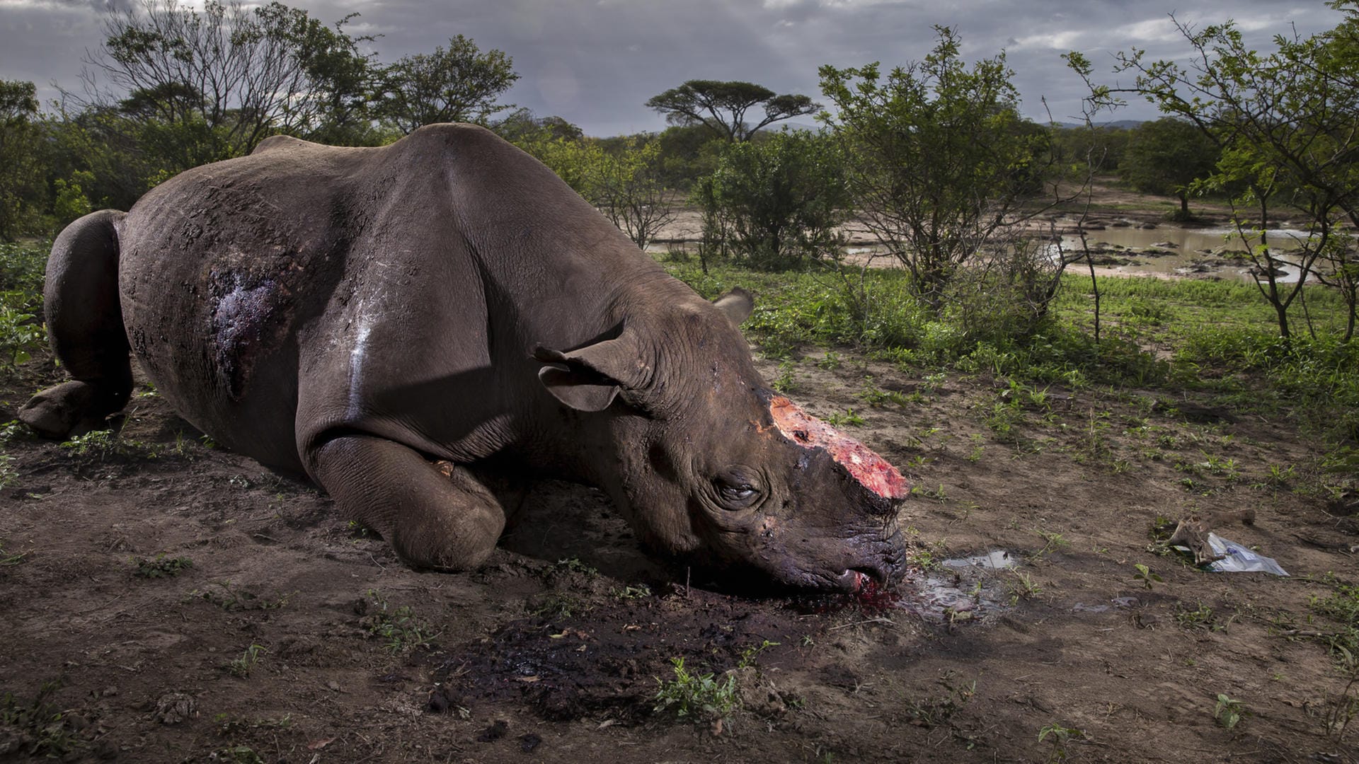 Das von Brent Stirton aufgenommene Foto zeigt ein gewildertes Spitzmaulnashorn mit abgehackten Hörnern in einem Wildreservat in Südafrika. Das Bild ist zur Wildlife-Fotografie des Jahres 2017 gekürt worden.