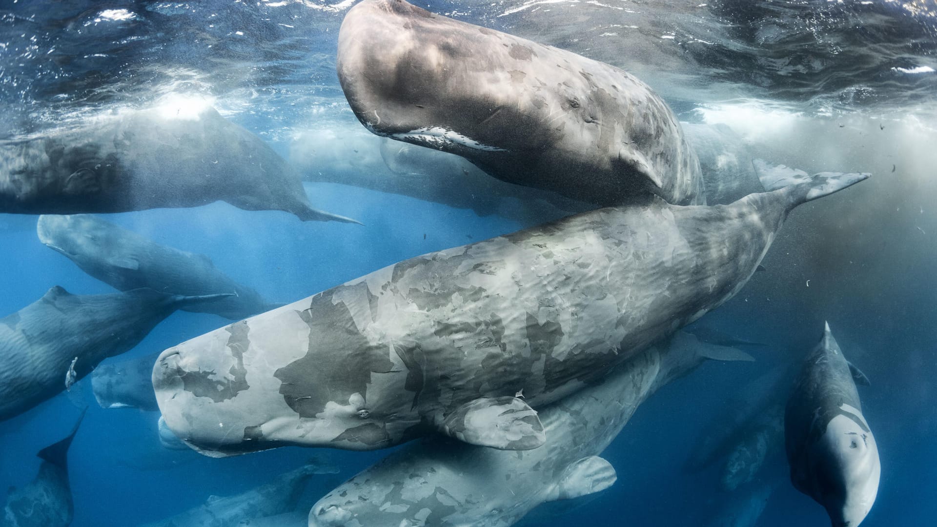 Das von Tony Wu aufgenommene Foto zeigt Pottwale vor Sri Lanka. Das Bild hat am Wettbewerb der Wildlife-Fotografie des Jahres 2017 teilgenommen.