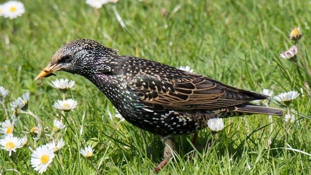 Allen voran sind Stare betroffen, aber auch Haussperlinge, Wintergoldhähnchen und Buchfinken.