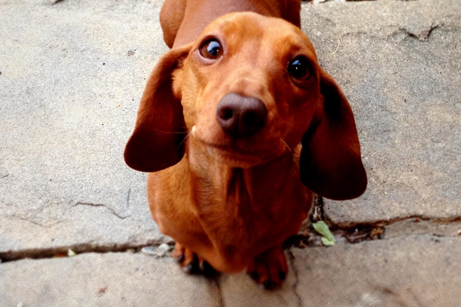 Hund: Wenn Ihr Hund den Dackelblick aufsetzt, ist das kein Zufall.