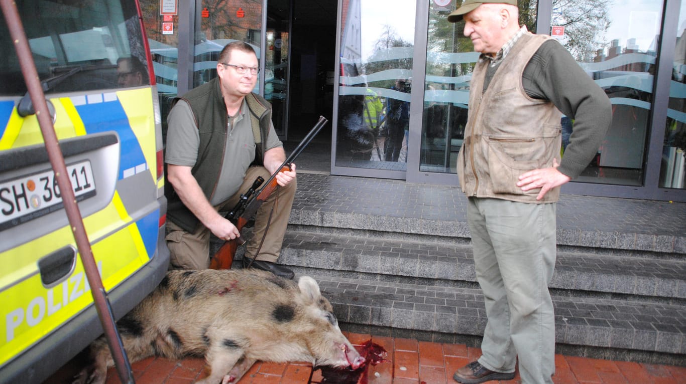 Aggressive Wildschweine verletzen Menschen in Heide