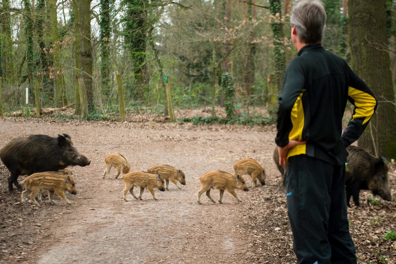 Ein Jogger begegnet im Berliner Stadtteil Tegel einer Wildschweinfamilie.