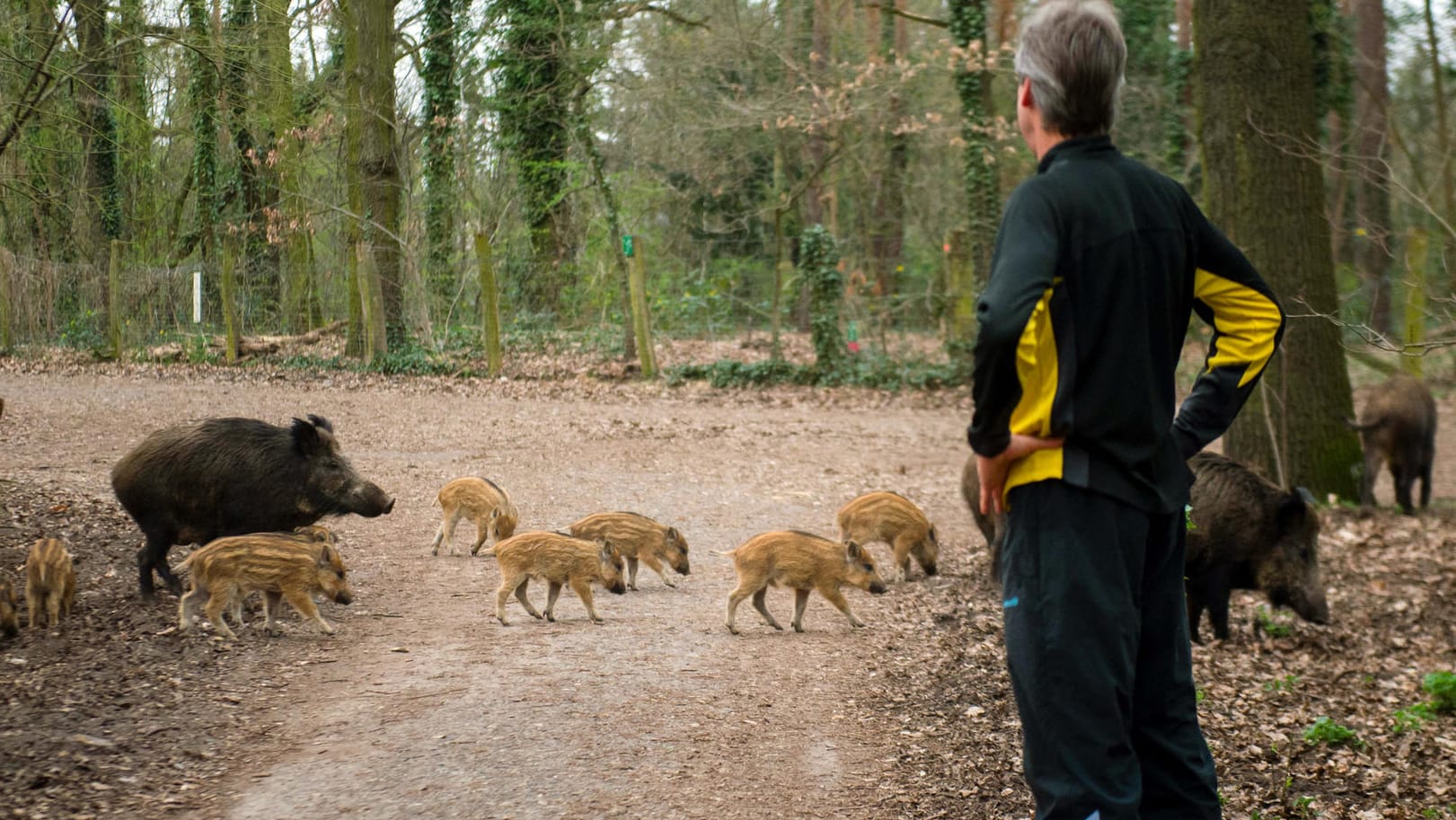 Ein Jogger begegnet im Berliner Stadtteil Tegel einer Wildschweinfamilie.