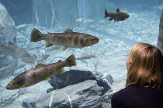 Im größten Süsswasser-Aquarium Europas gibt es viel zu sehen.