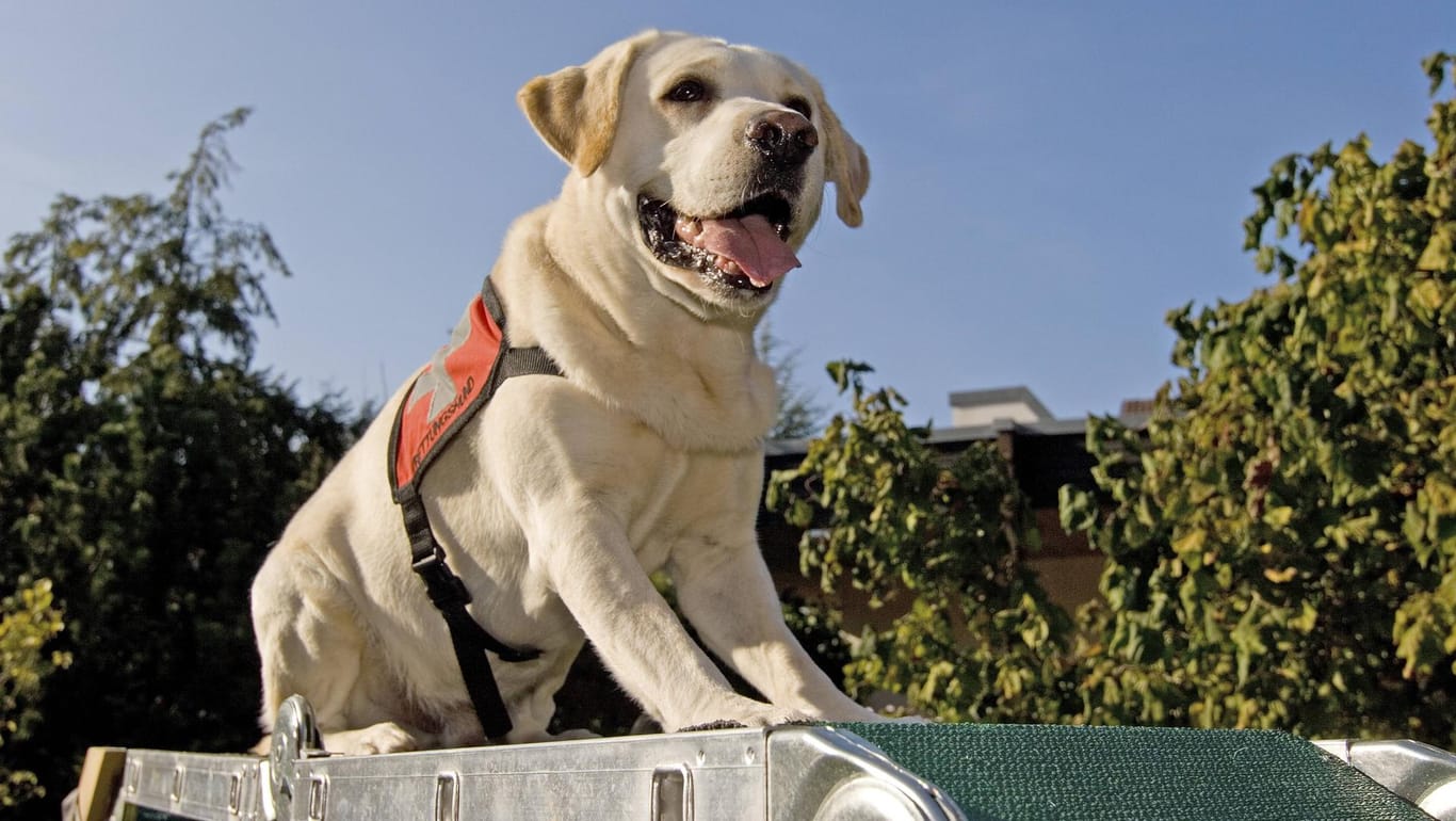 Rettungshunde müssen eine umfangreiche Ausbildung abschließen.
