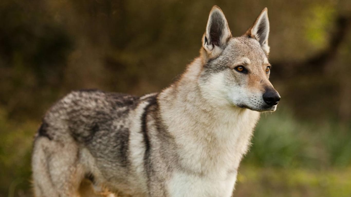 Wolfhund: Vor allem bekannt ist die Rasse Tschechoslowakischer Wolfhund. Er sieht dem Wolf sehr ähnlich.