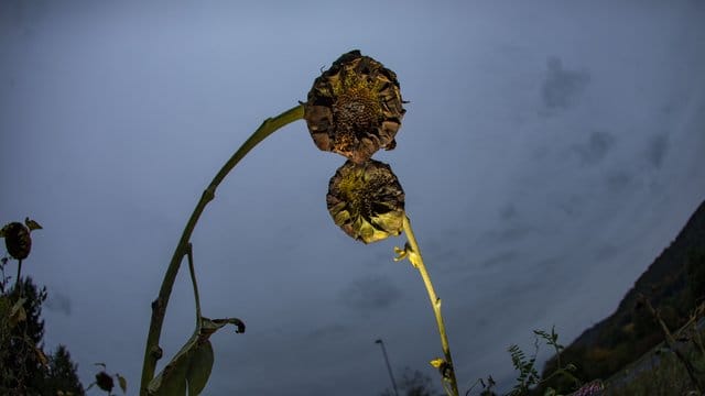 Neben Sonnenblumen sind beispielswiese Raps, Obstbäume und verschiedene Gemüsesorten auf die Bestäubung durch Insekten angewiesen. Neben Sonnenblumen sind beispielswiese Raps, Obstbäume und verschiedene Gemüsesorten auf die Bestäubung durch Insekten angewiesen.
