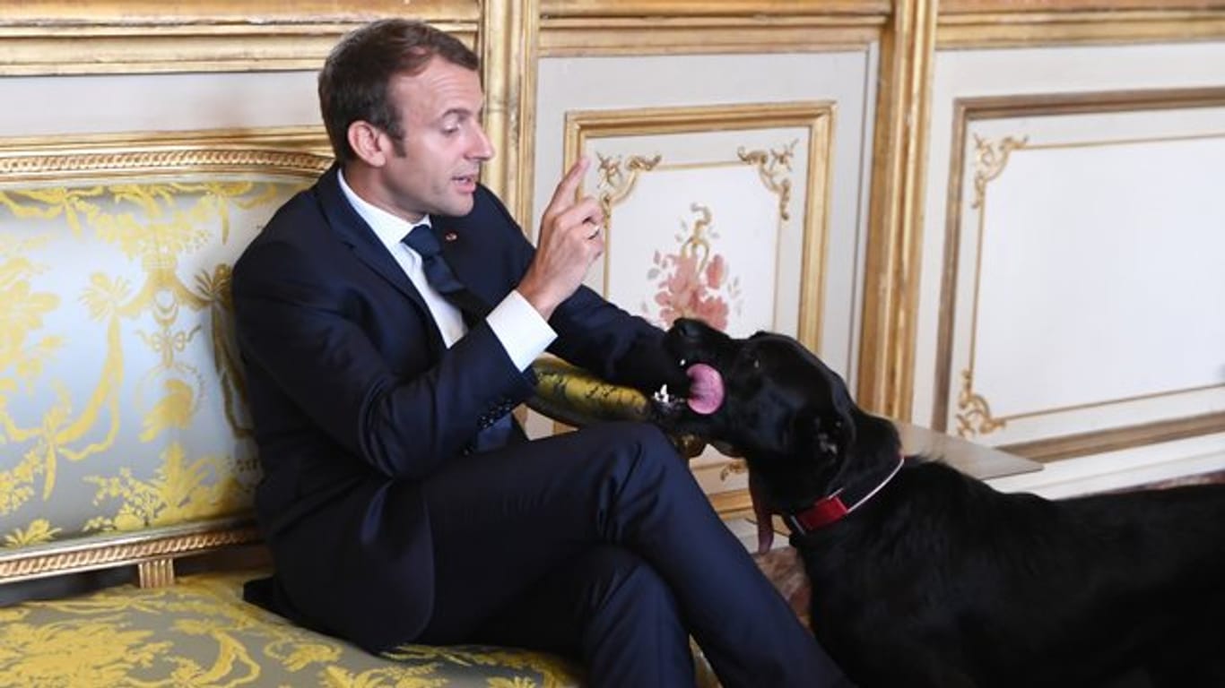 Der französische Präsident Emmanuel Macron im August im Elysee-Palast mit seinem Hund Nemo.
